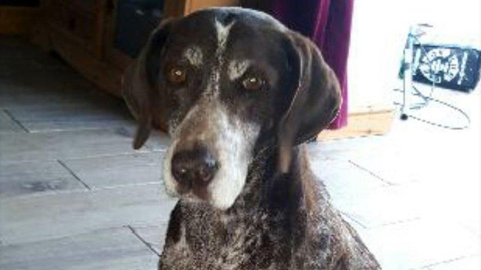 German shorthaired pointer Sky