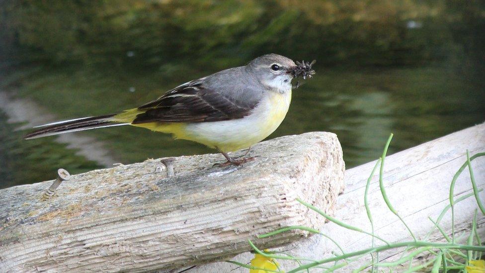 Grey wagtail enjoying a snack at Greenfield Valley Park in Flintshire.