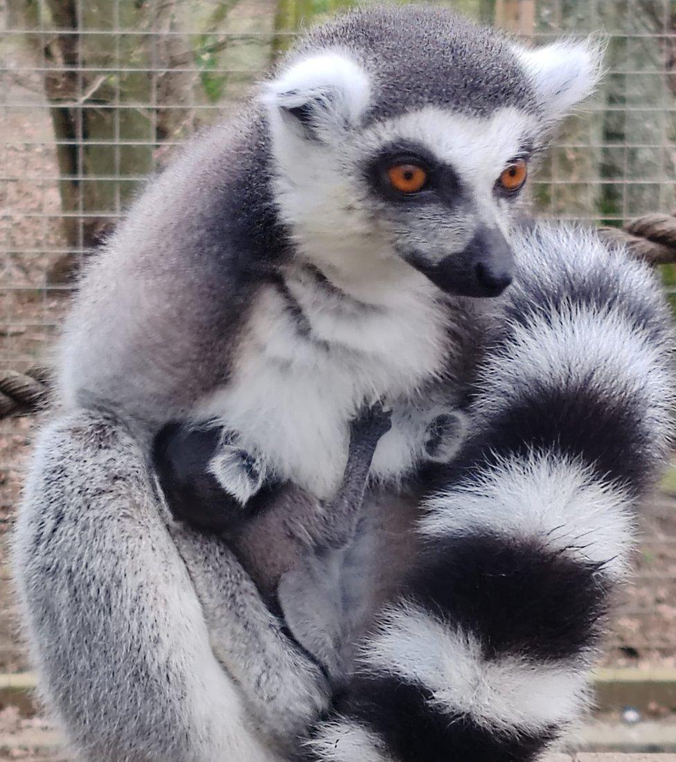 Lemur with infant attached to her