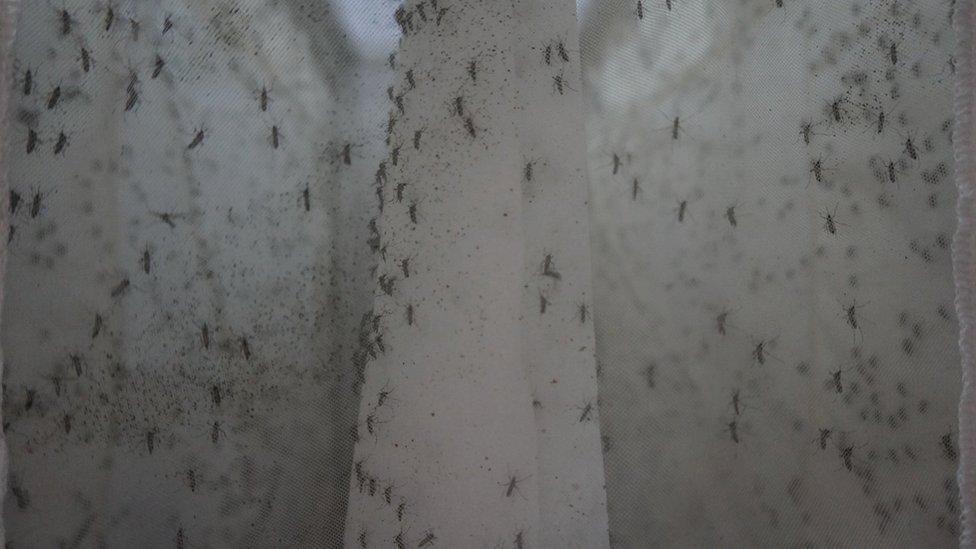 Mosquitoes breeding