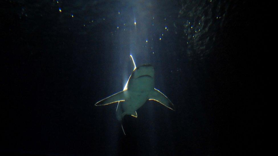 A Reef Shark swims in the Aquarium of Genova on 11 August 2010.