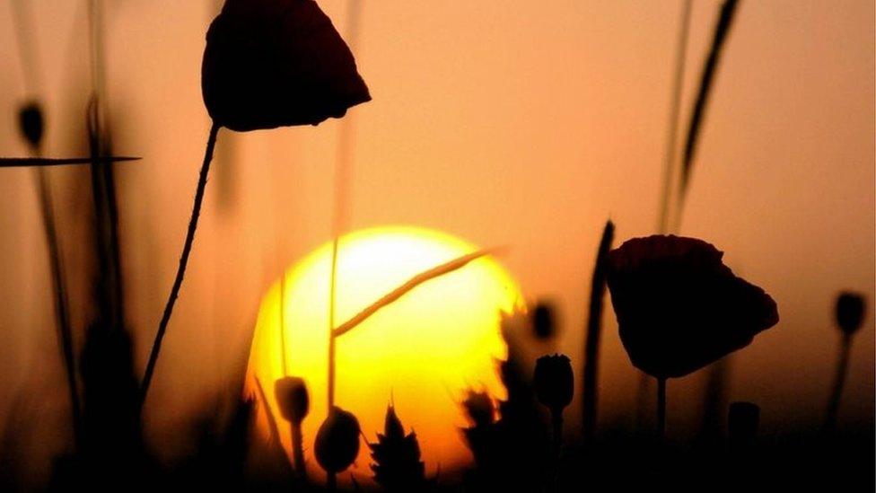 The sun rises over wild poppies growing on the edge of a field at Thiepval in northern France, close to the Thiepval Memorial Monument