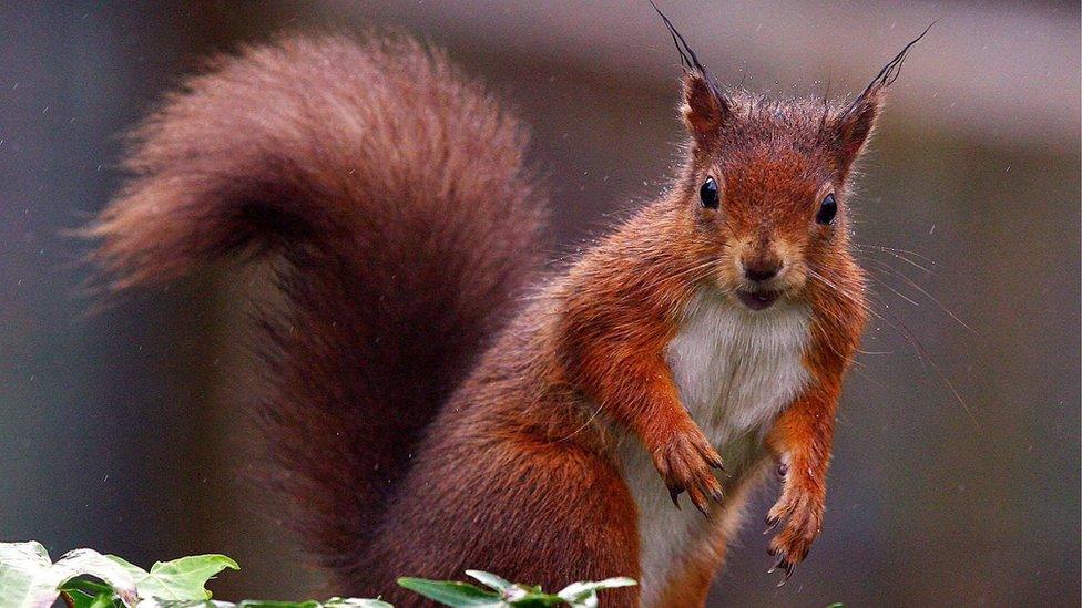 Red squirrel