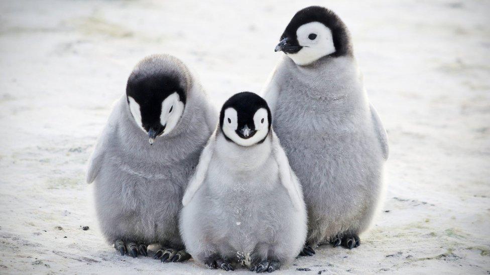 adorable-fluffy-penguins