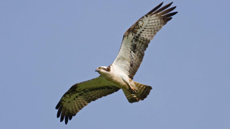 Osprey