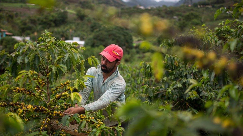 A Brazilian coffee farmer