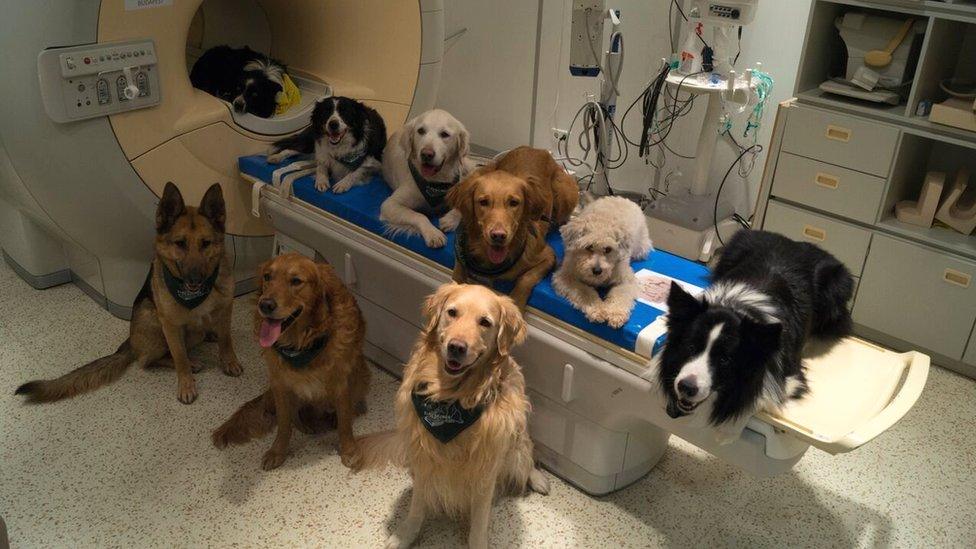 Dogs on the MRI scanner