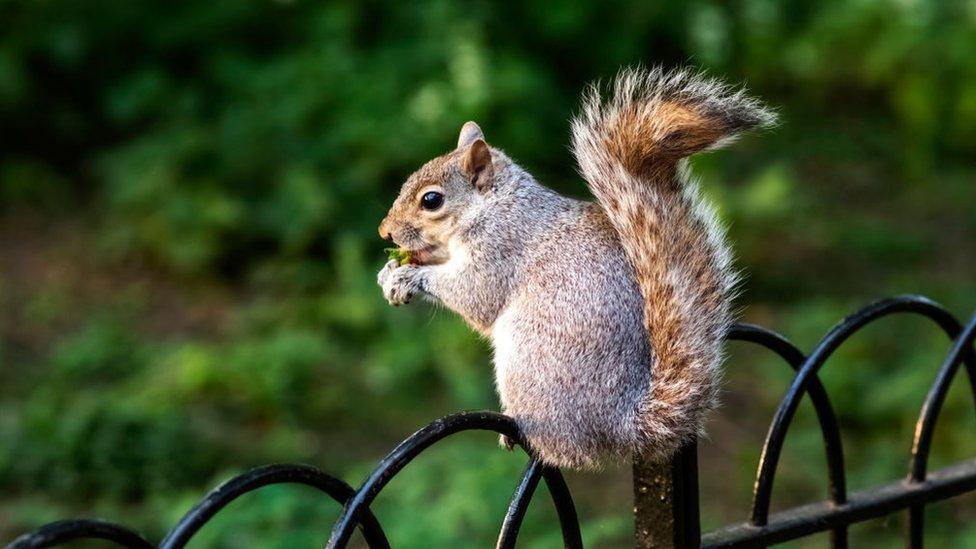 Grey squirrel