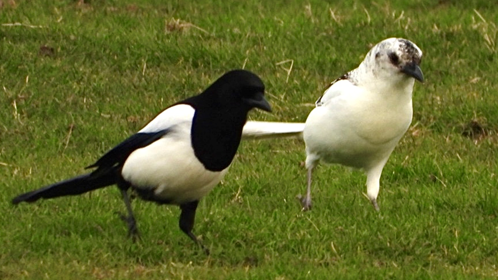 The leucistic bird next to a magpie with the more common black and white feathers