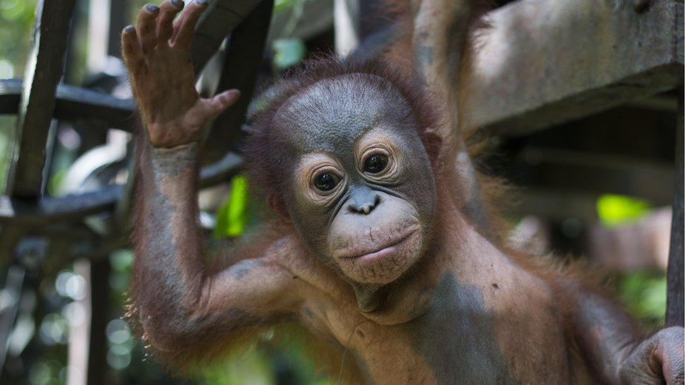 This adorable baby oragutan is learning to climb