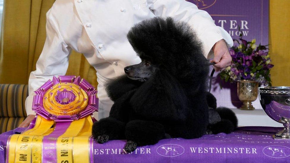 Sage at Westminster Dog Show 2024