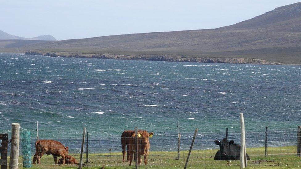 Cows on the island