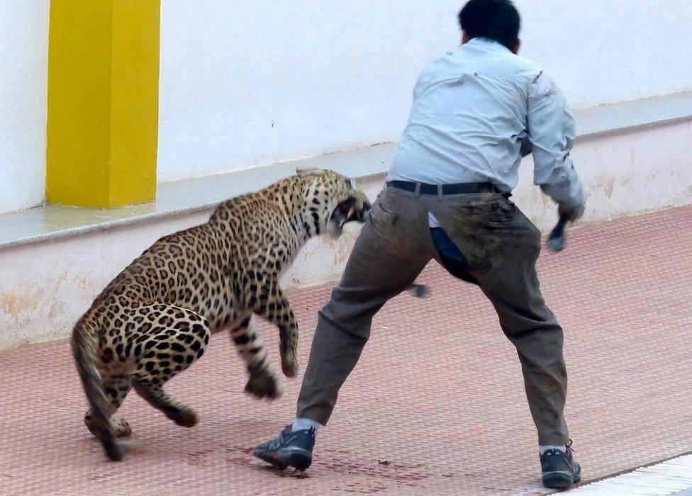 Leopard in school