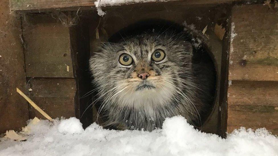 A pallas cat