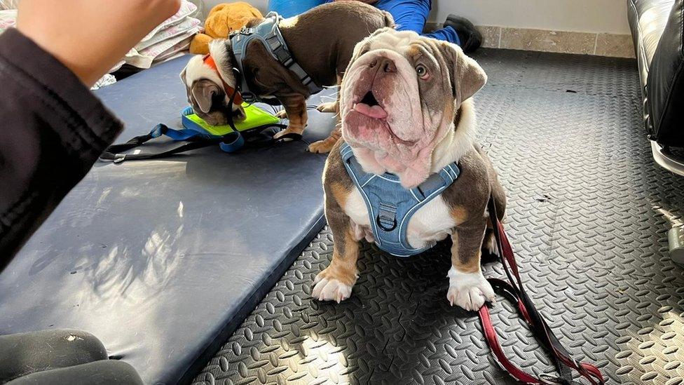 A dog learning to sit