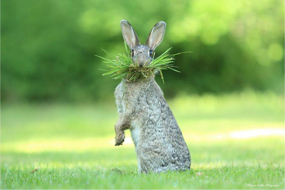 A hare with grass in its mouth