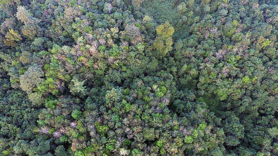 The forests of the Orang Rimba