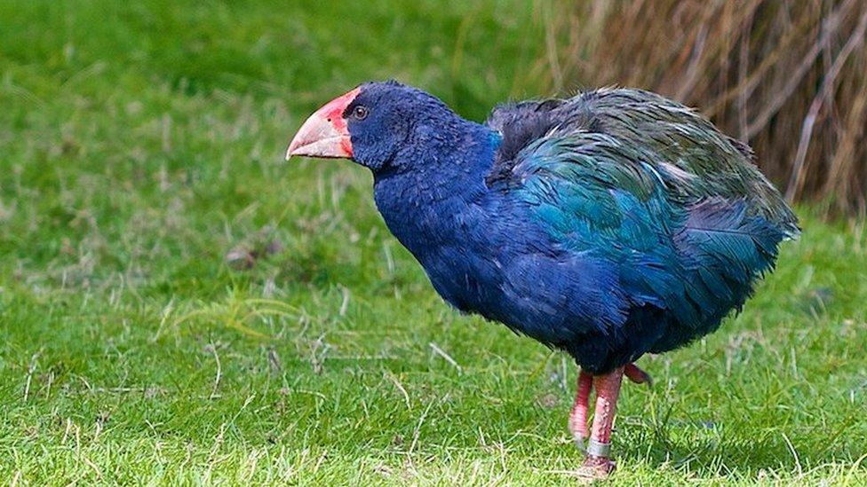 A takahe