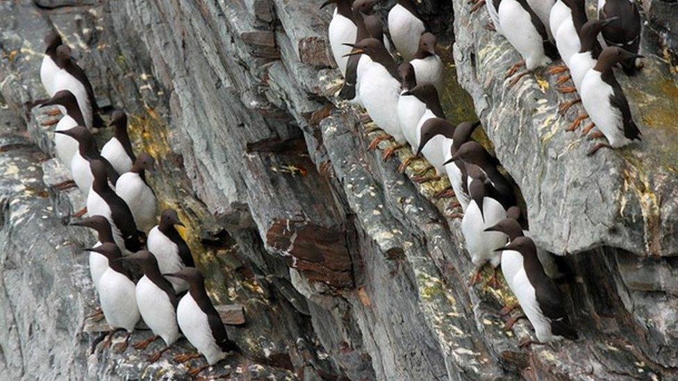 Common Guillemot