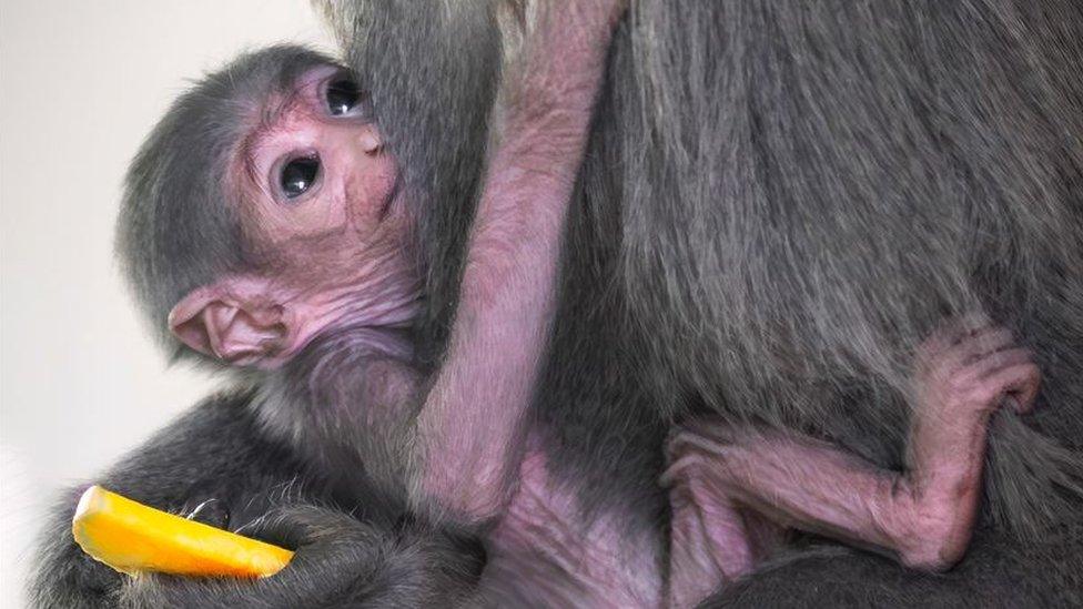 The baby silvery gibbon