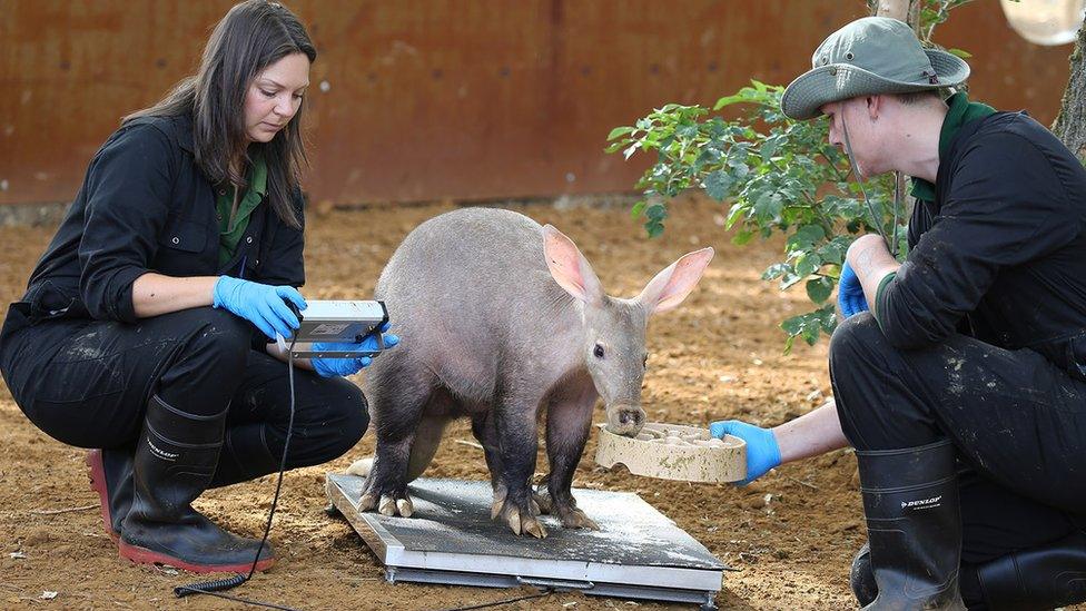 aardvark-being-weighed