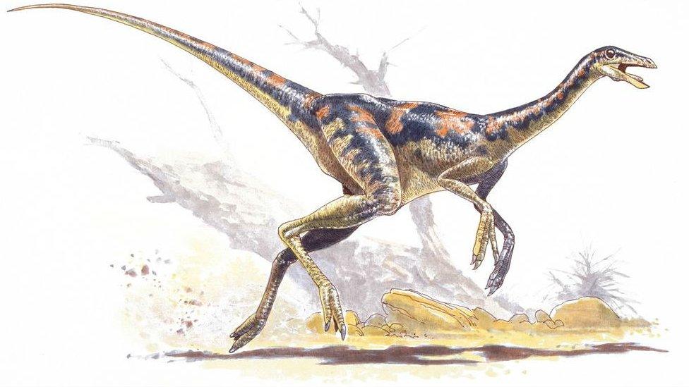 Illustration of Dromiceiomimus