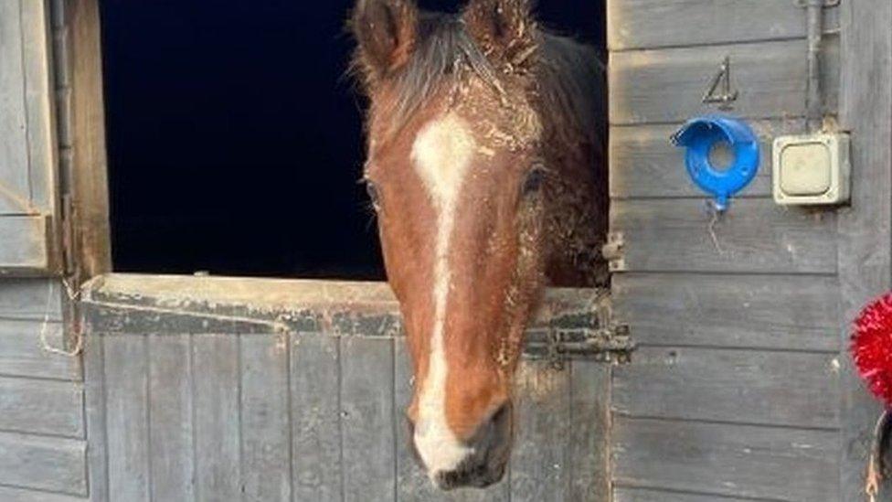 Lincoln the horse in stable