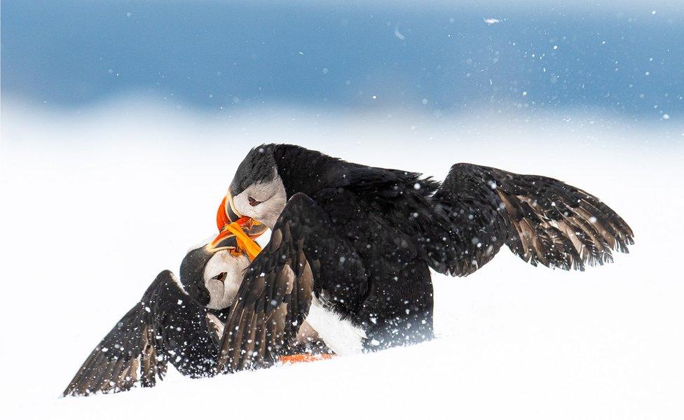 Two puffins fight in the snow