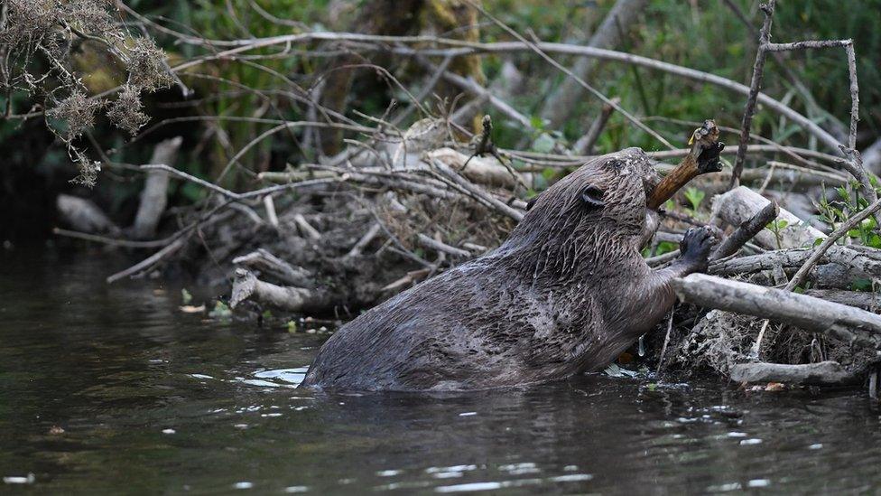 Beaver