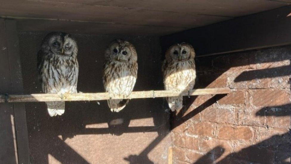 Owls