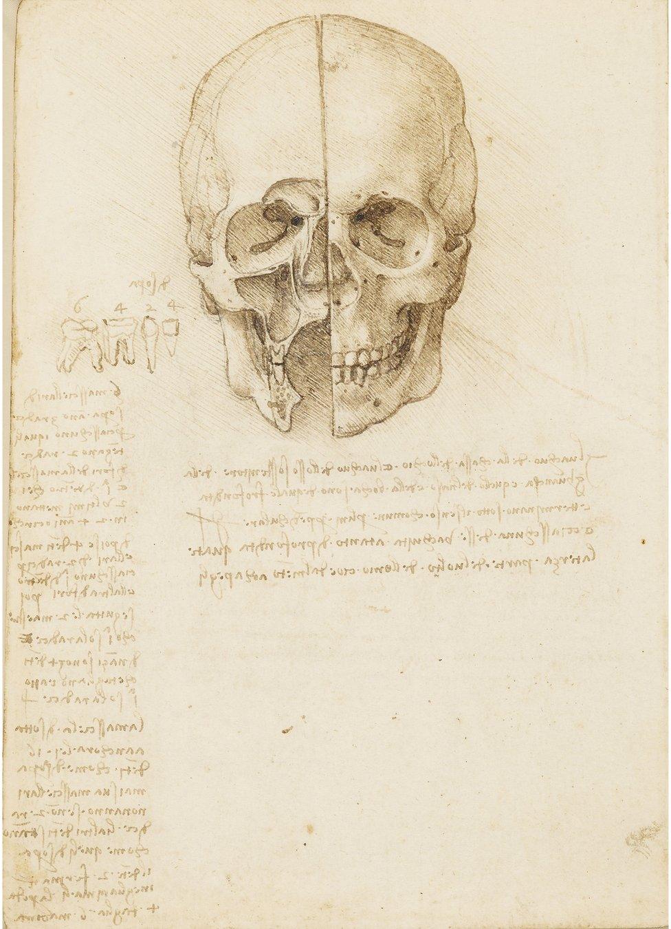 An anatomical drawing of a skull by Leonardo da Vinci