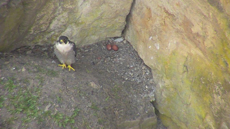 Image of peregrine falcon in 2019