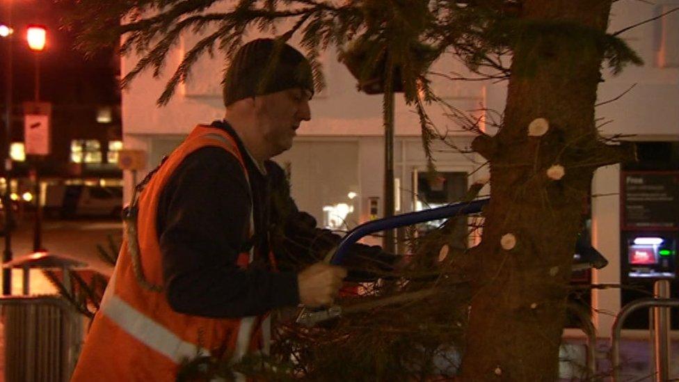 Tree being cut down