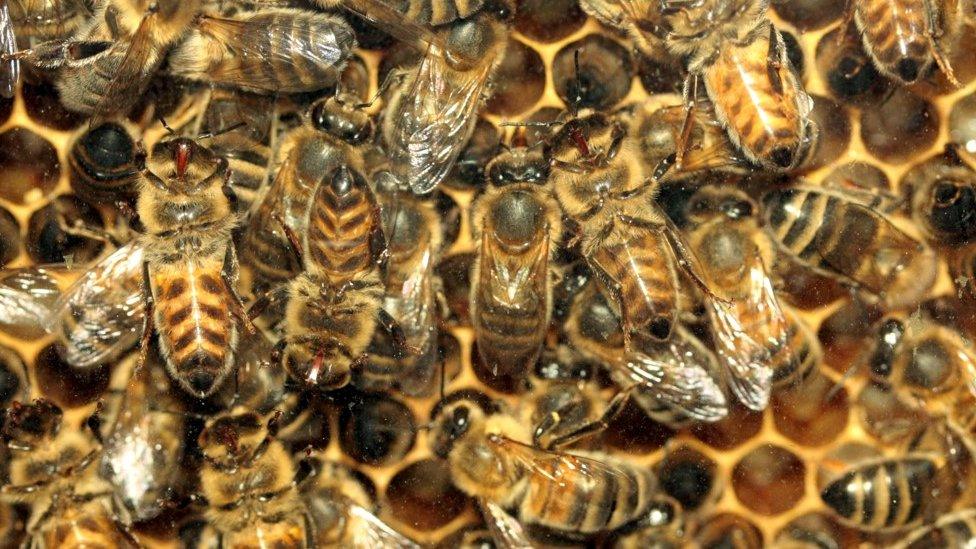 Bees in a hive