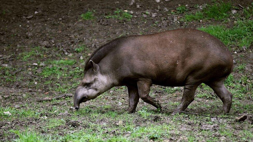 tapir.