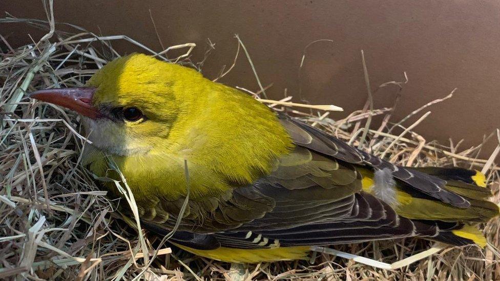 Golden Oriole