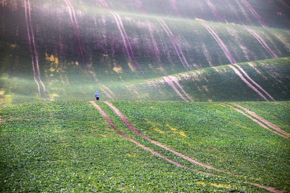 Field, South Moravia, near Cejc, Czech Republic