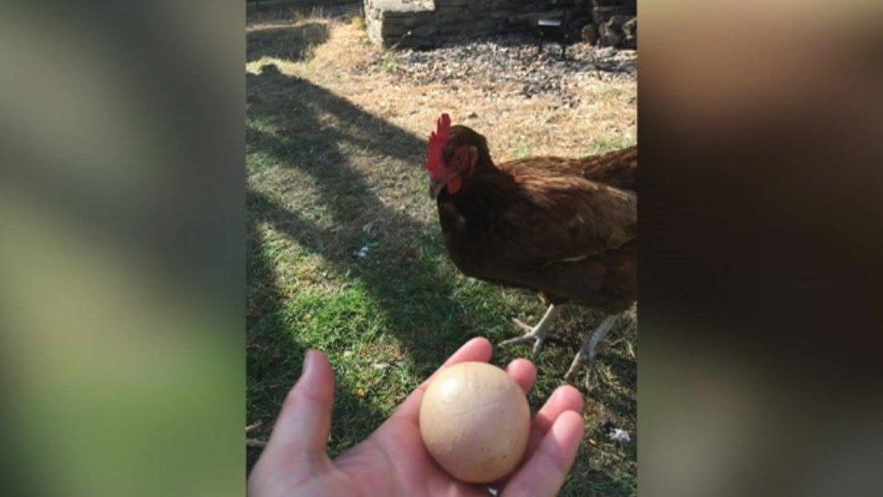 The family's rescue hen Twinksie and her spherical egg