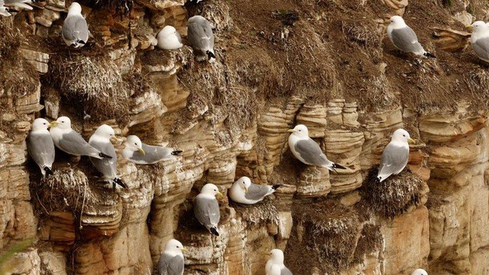 Nesting kittiwakes at Coquet Island