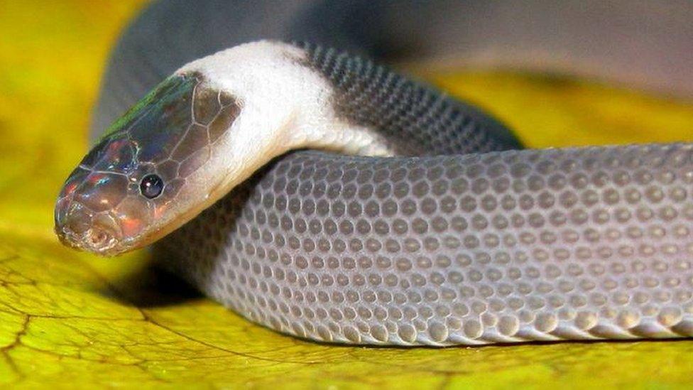 A new species of snake called 'parafimbrios lao', discovered in Laos