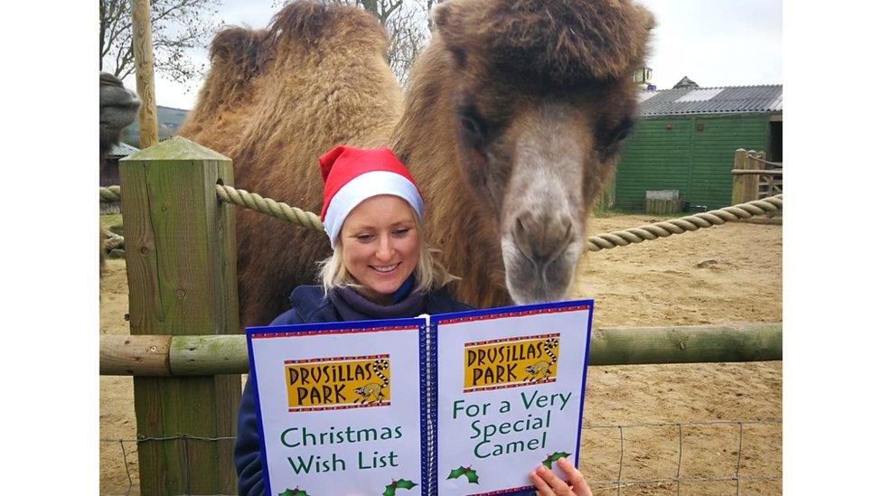 A camel stands with a zookeeper in a Santa hat, both looking at a folder marked "Christmas wishlist for a special camel".