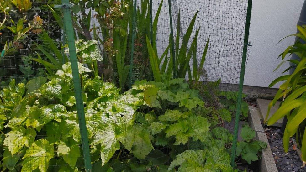 netting around plants