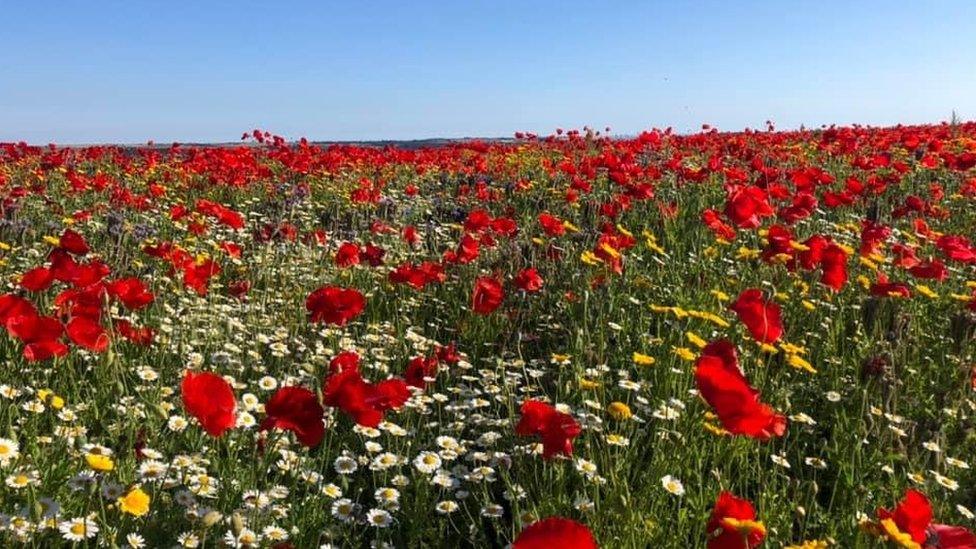 Wildflower field near Ivybridge