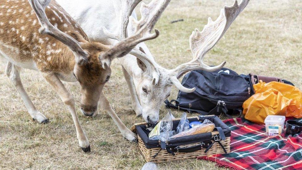 Deer eating picnic hamper