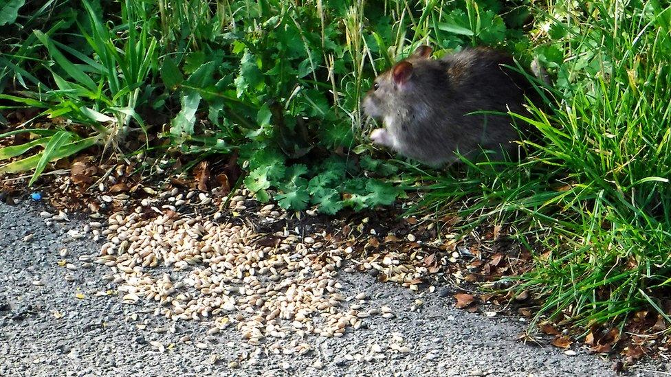 A rat eating at Brickfield Pond, Rhyl