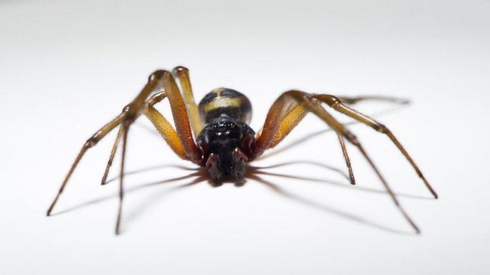 False widow spider