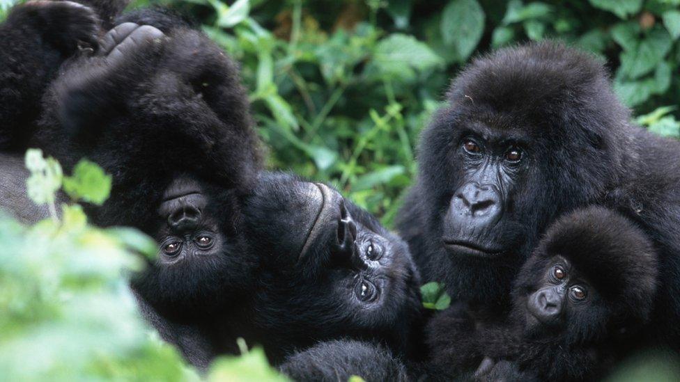 group-of-gorillas