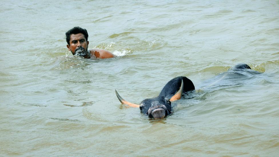 A bull is taken for a swim to keep him fit in Tamil Nadu (file photo)(