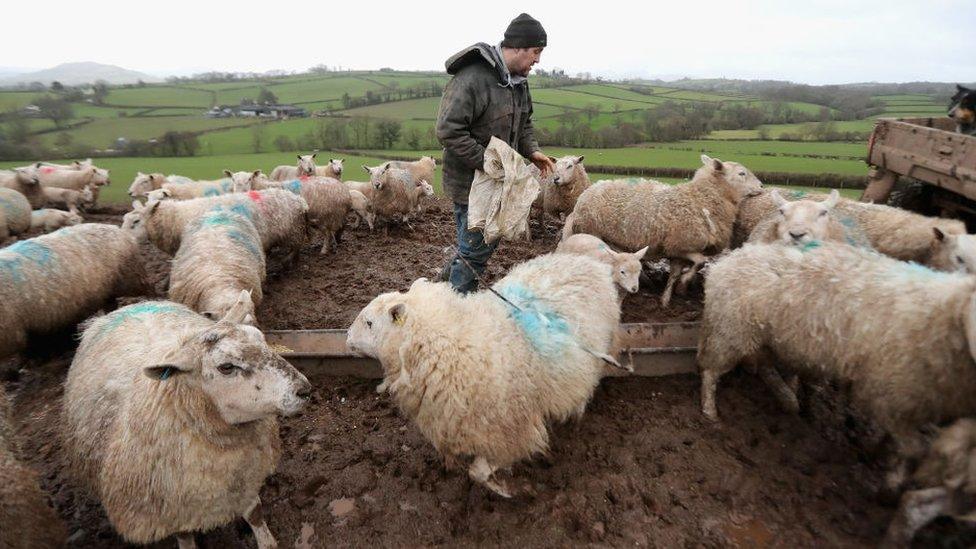 Lambs in Wales