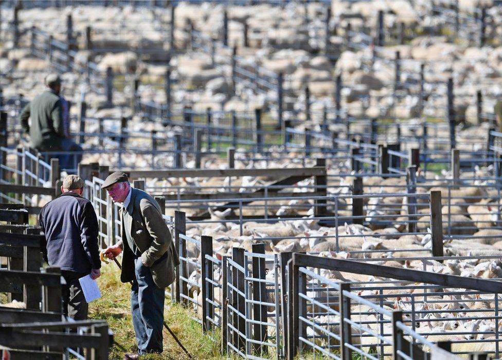 Lairg sheep sales